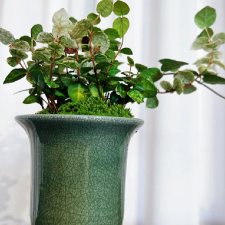 花叶络石冰裂造景花盆搭配底座适合高老桩绿植使用