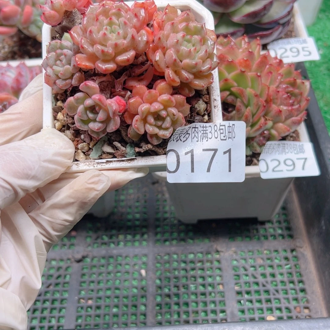 多肉一物＿拍植物0171