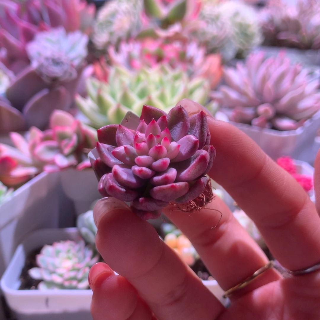 鹰嘴红覆轮锦有根