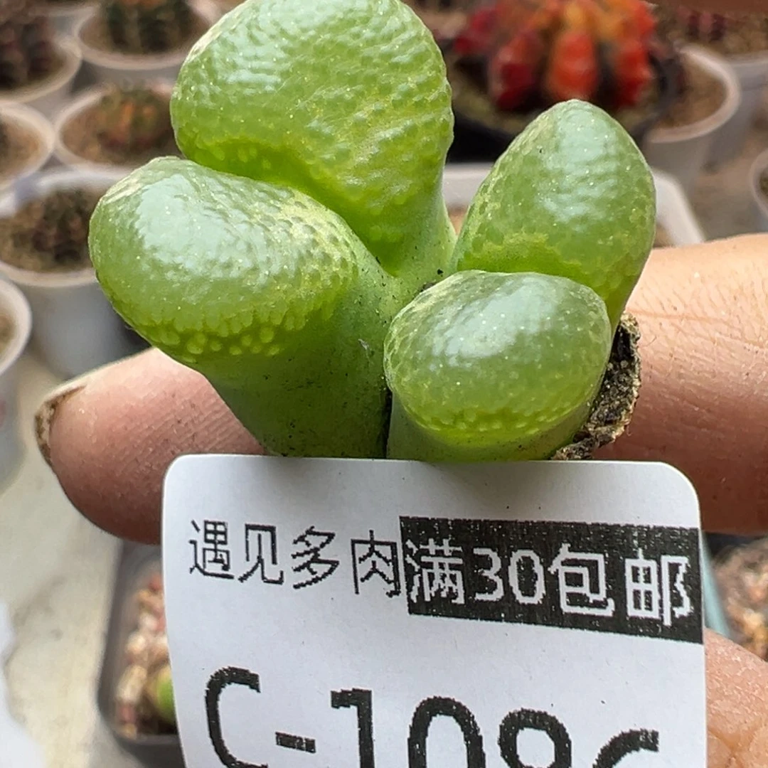 多肉植物1111111111111