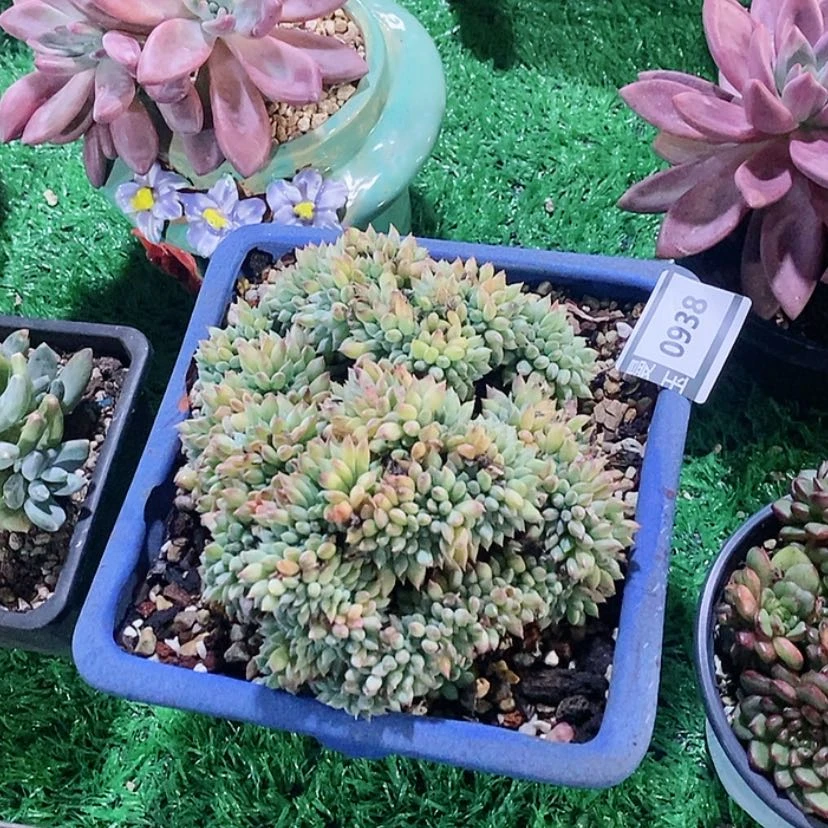 【闪购商品】冰淇淋缀0938