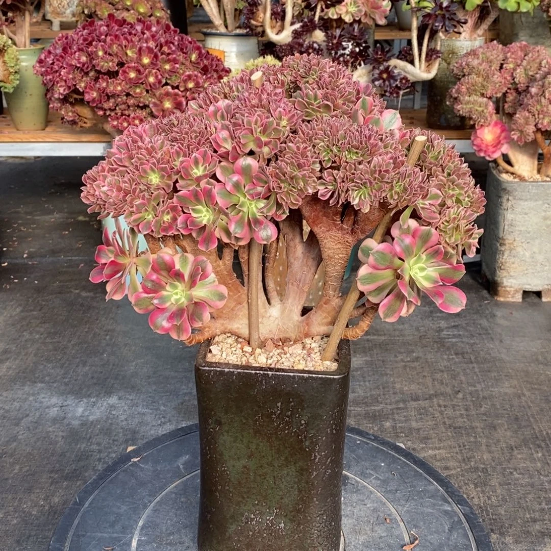 粉女巫缀化不带盆土