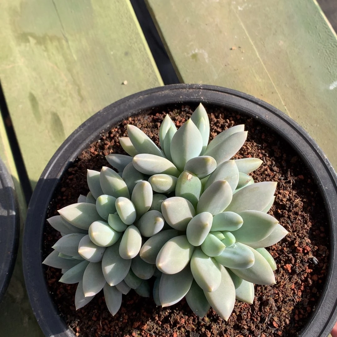 黄体 哥特群 多头 一颗