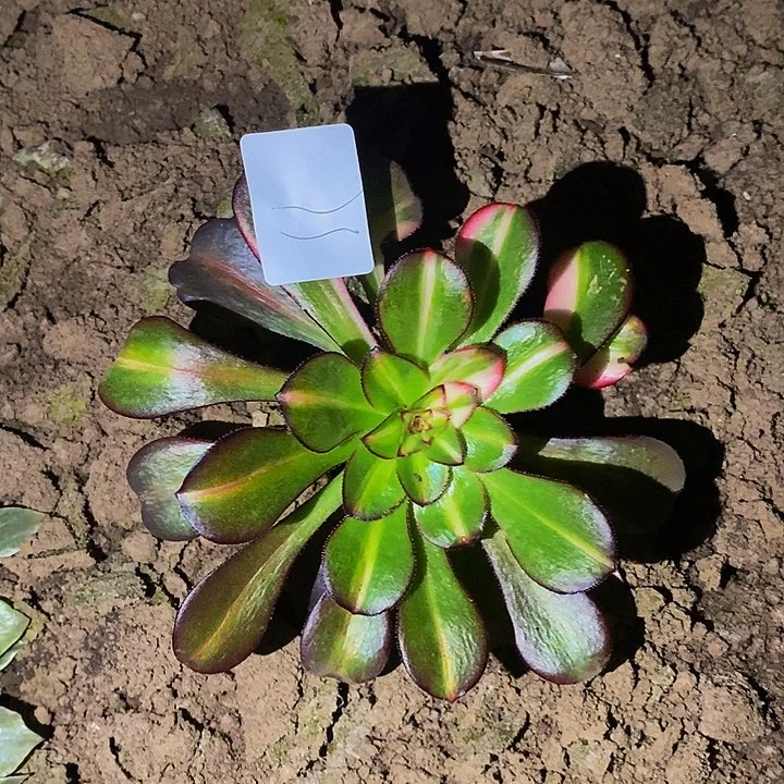 11号花蝴蝶法师多肉