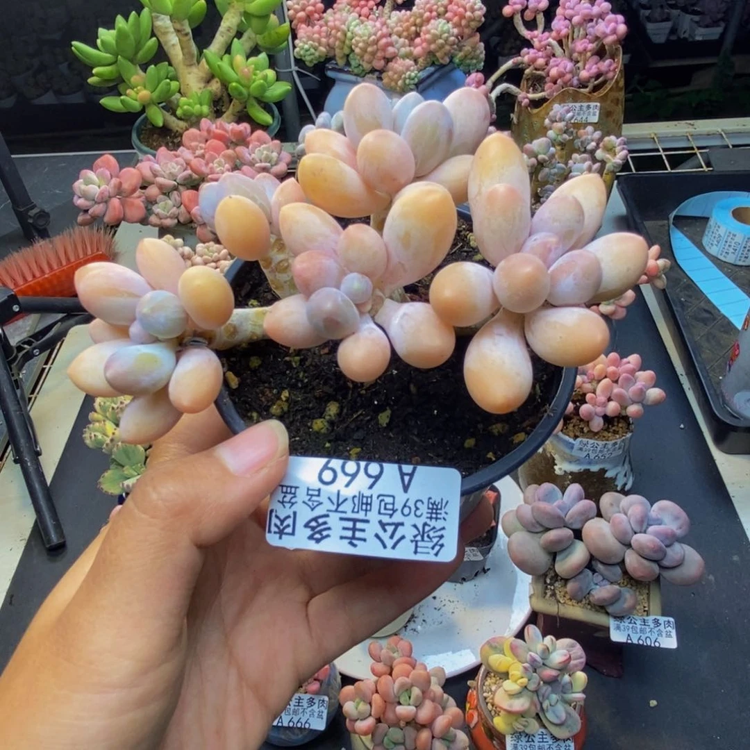 669香水手指奶多肉8c m