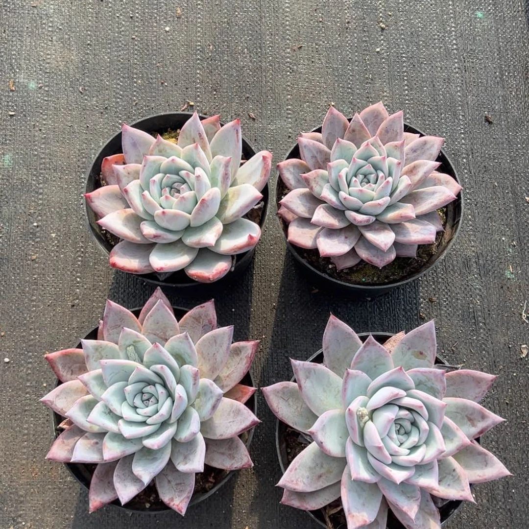 卡杂，图中任意一颗，尺寸14