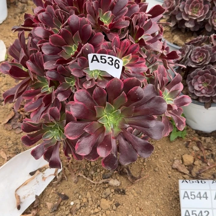 536 清棚处理不包断枝