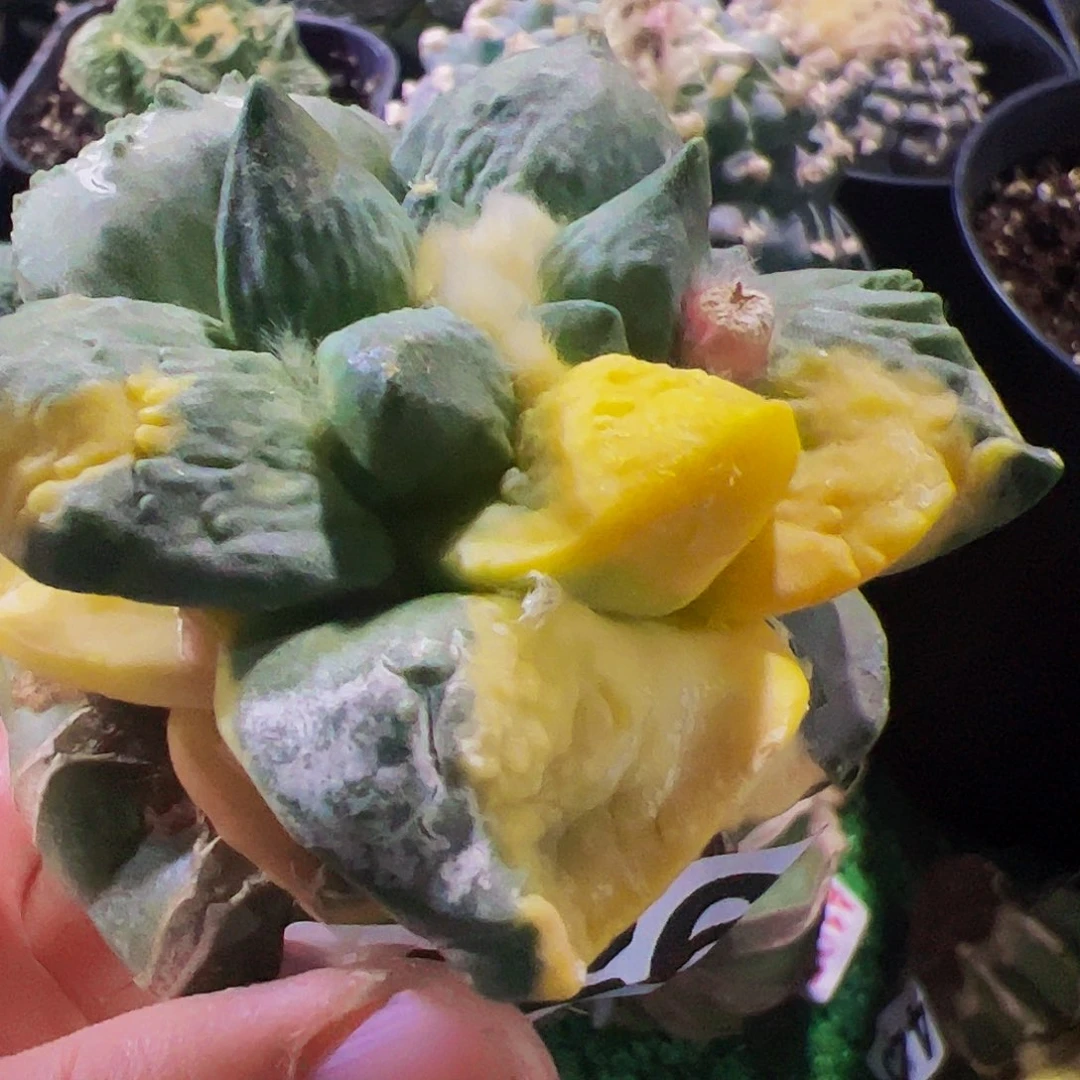 胡**~青瓷怒涛牡丹锦456