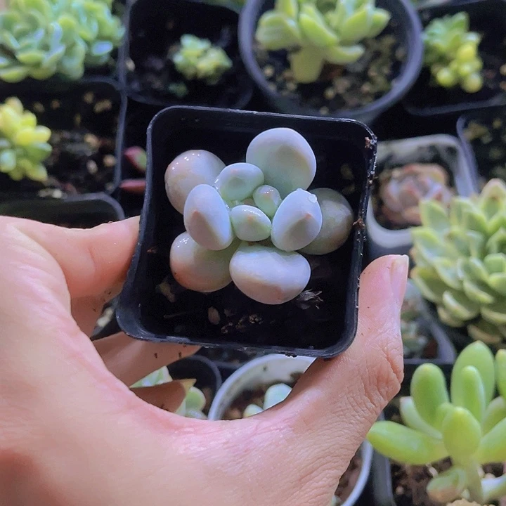 L*x精品小胖子多肉植物