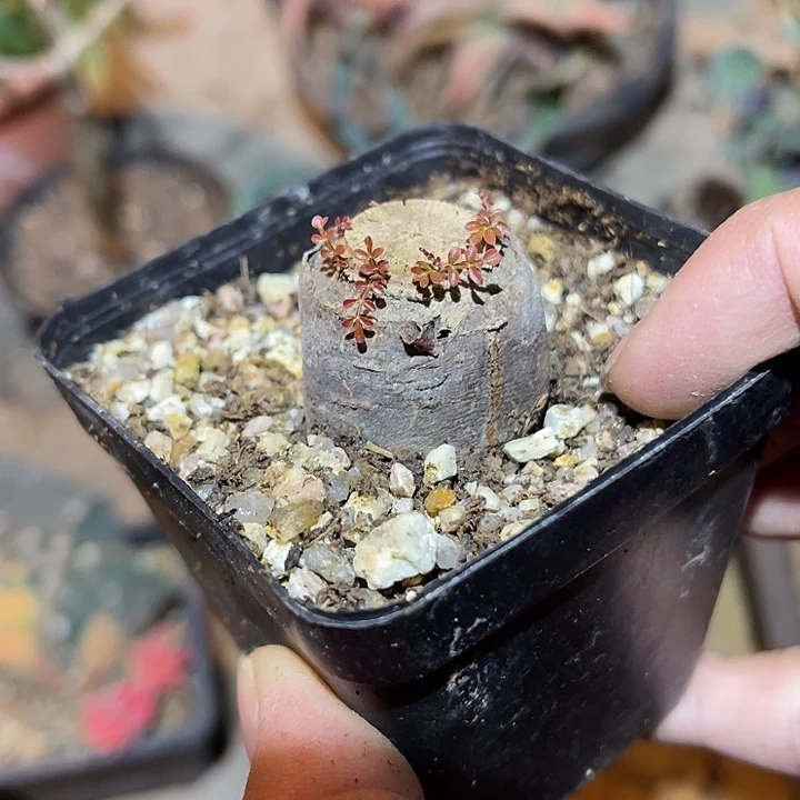 满38包邮2天凑单，脱土晾根发货多肉植物扦插象足漆