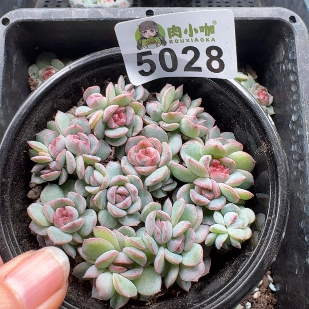 多肉植物多肉植物