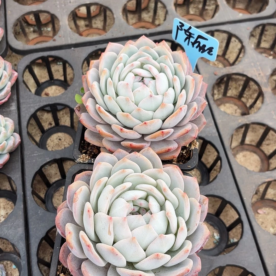 陈燕云姐的两个月天使寄养