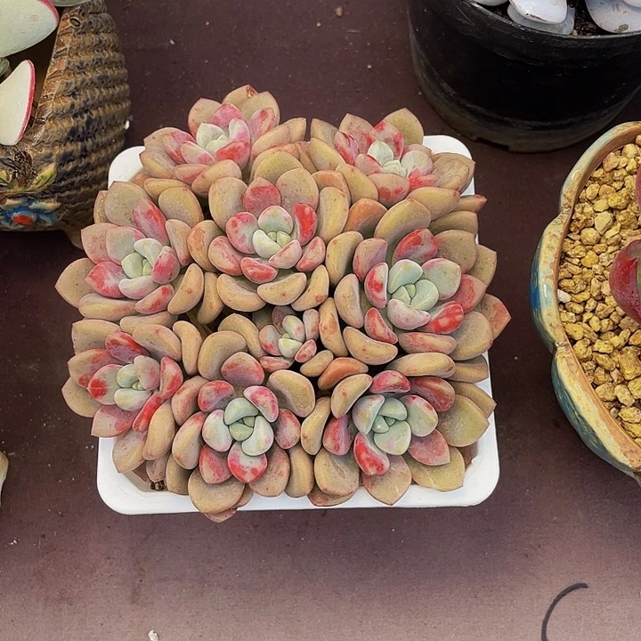 汪***溯多肉植物花瓣露寄养