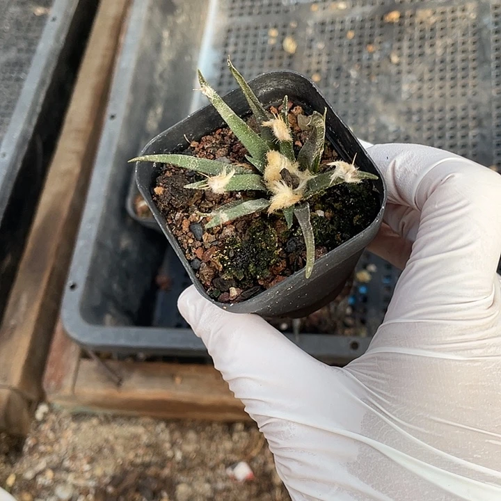 实生龙舌兰特价活动