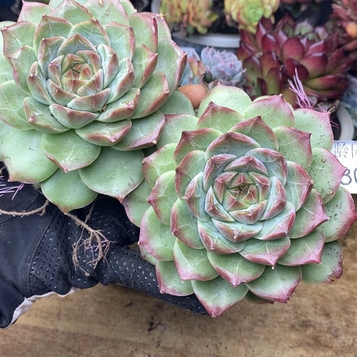 红***语9808，9807叶伤特，8厘米