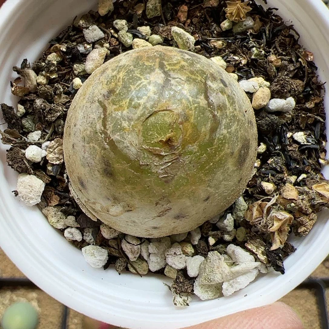 【闪购商品】204 开播福利