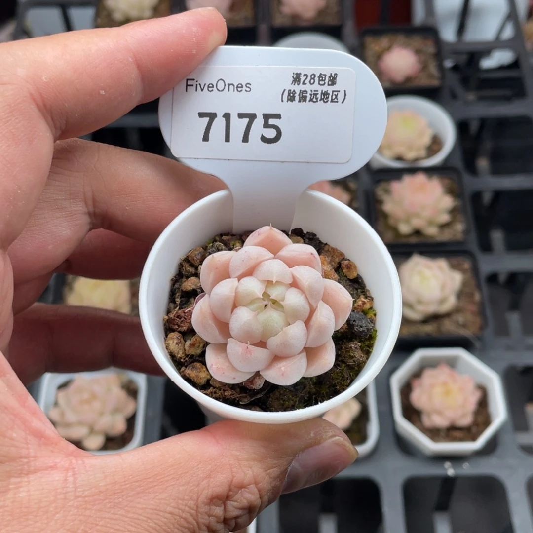 一***多7175麦秆3.0厘米
