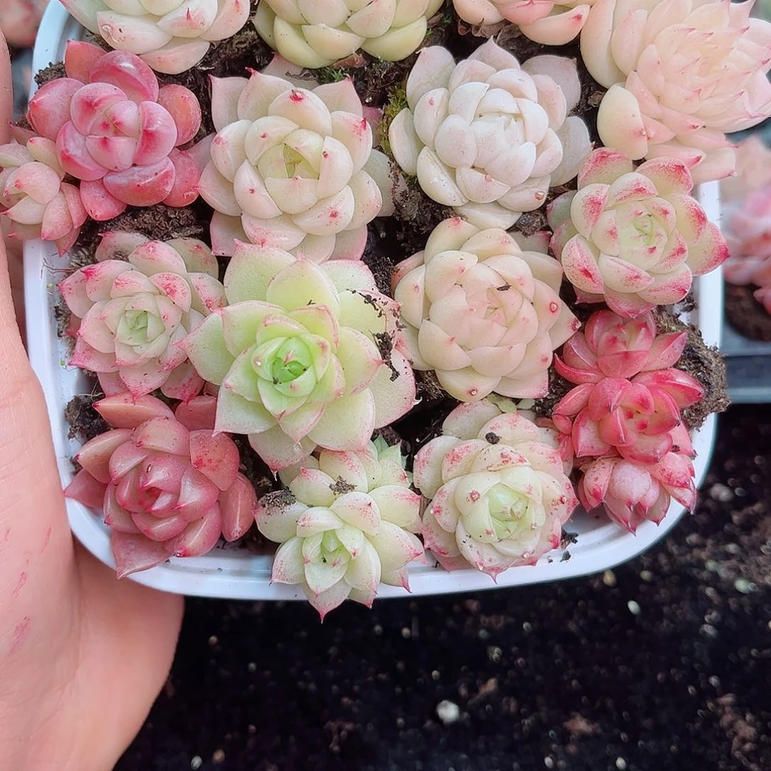 1-215 新疆西藏内蒙不发12.8包邮2-3公分多肉