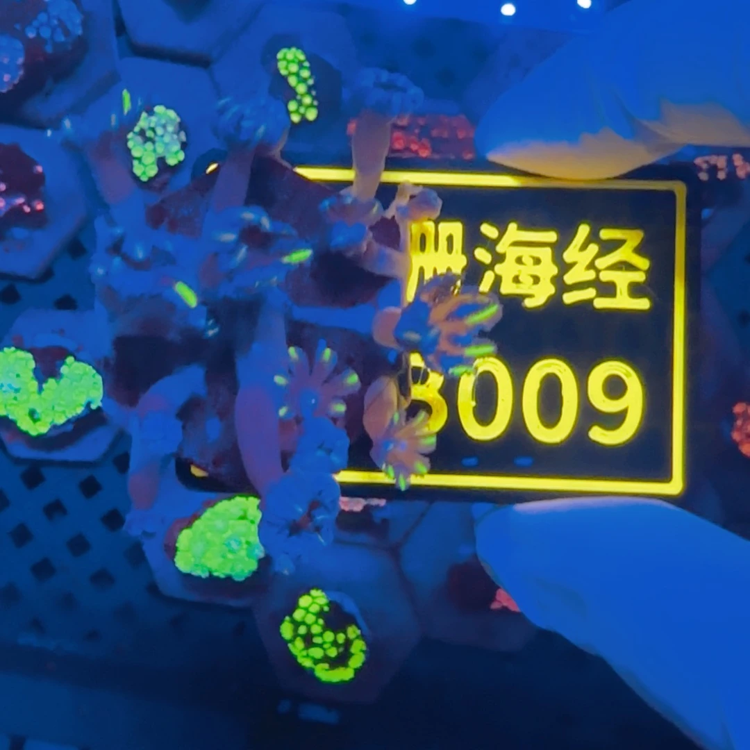 ****。纽扣珊瑚晓晓不包邮大手星花B009