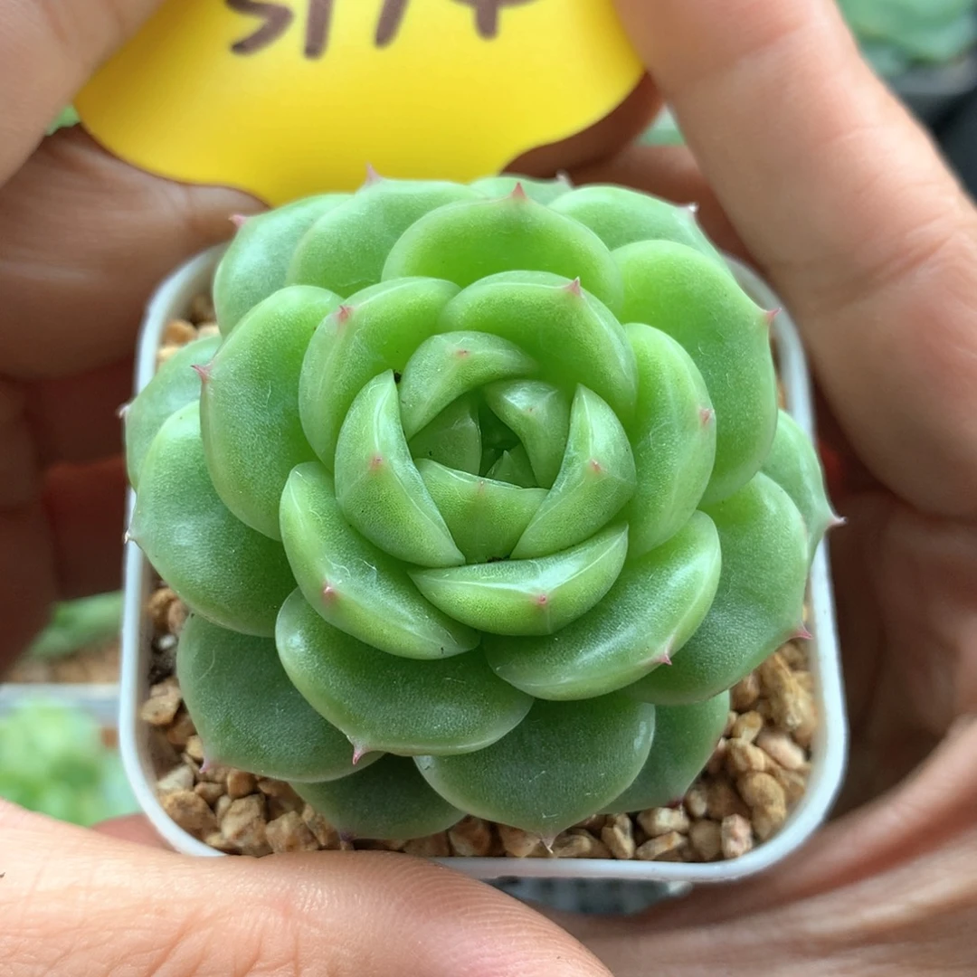 蜜蜡珍妮单头3774
