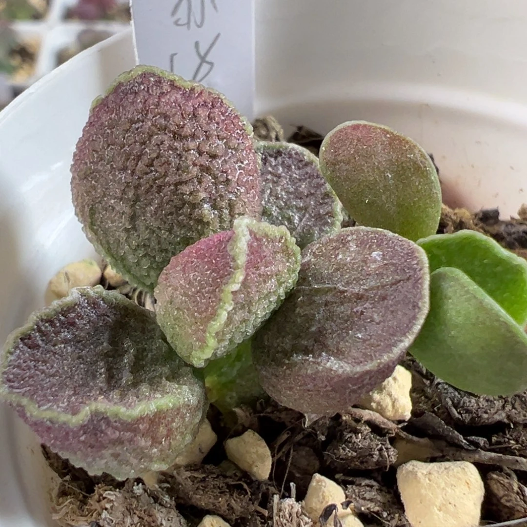 流苏多肉植物水泡