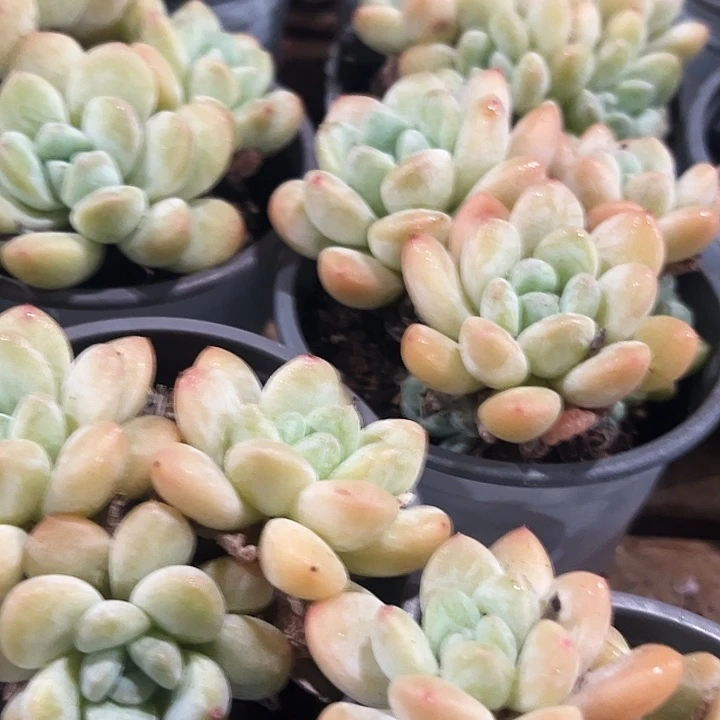 多头      奶油        美人