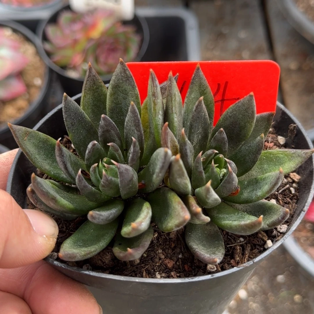 黑骑士惊鸿一物一拍包装收缩花旱104