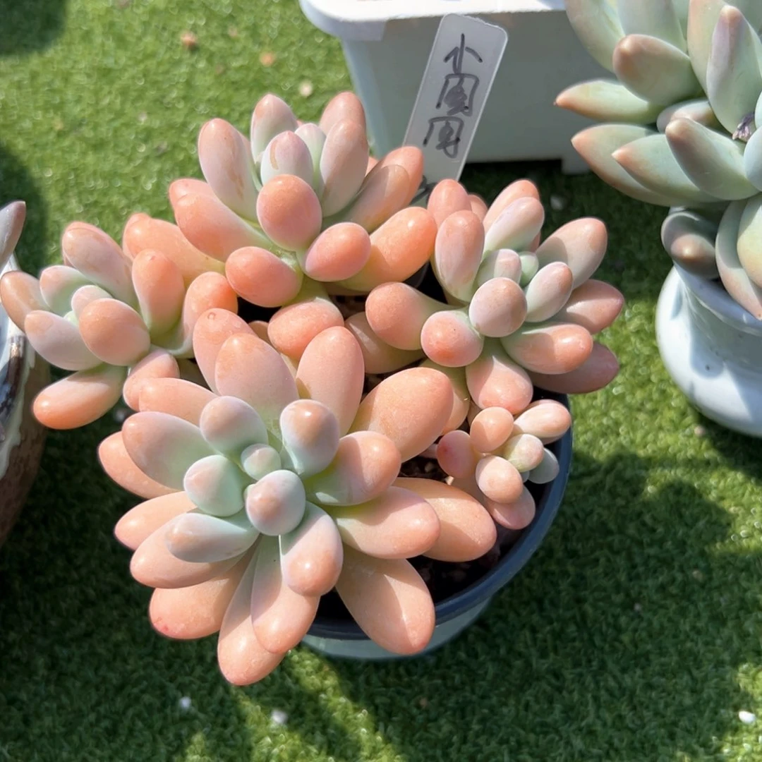 无花朵小***乖11111111111111111