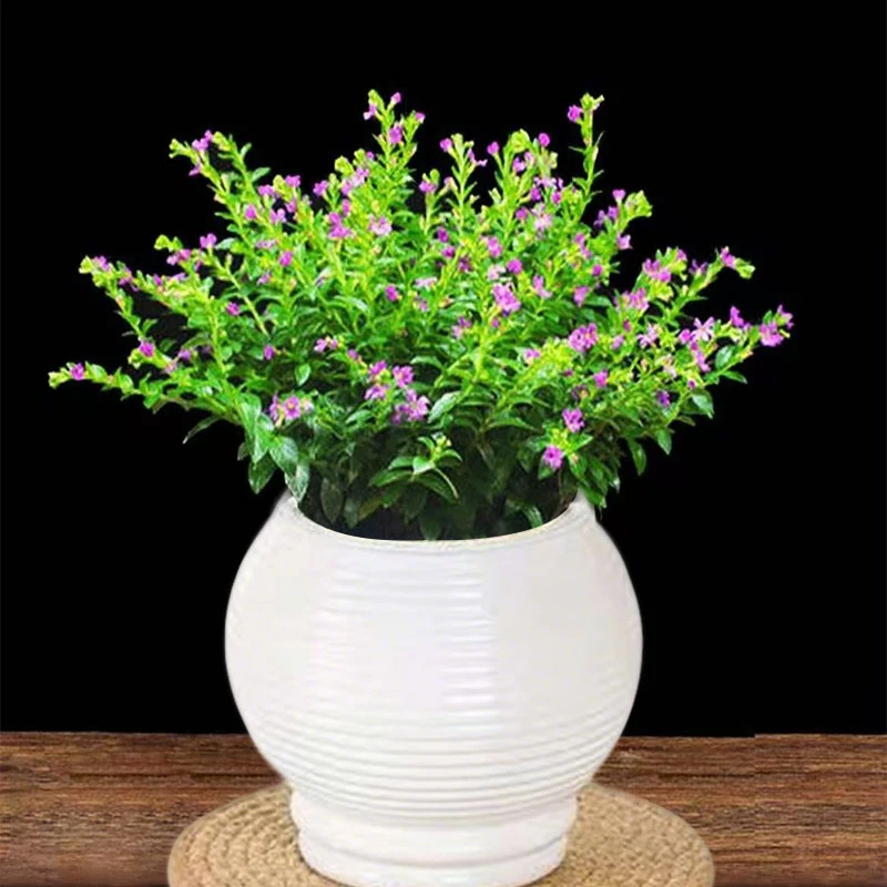 满天星带花发货四季种植开花花卉植物盆栽花苗室内外养护