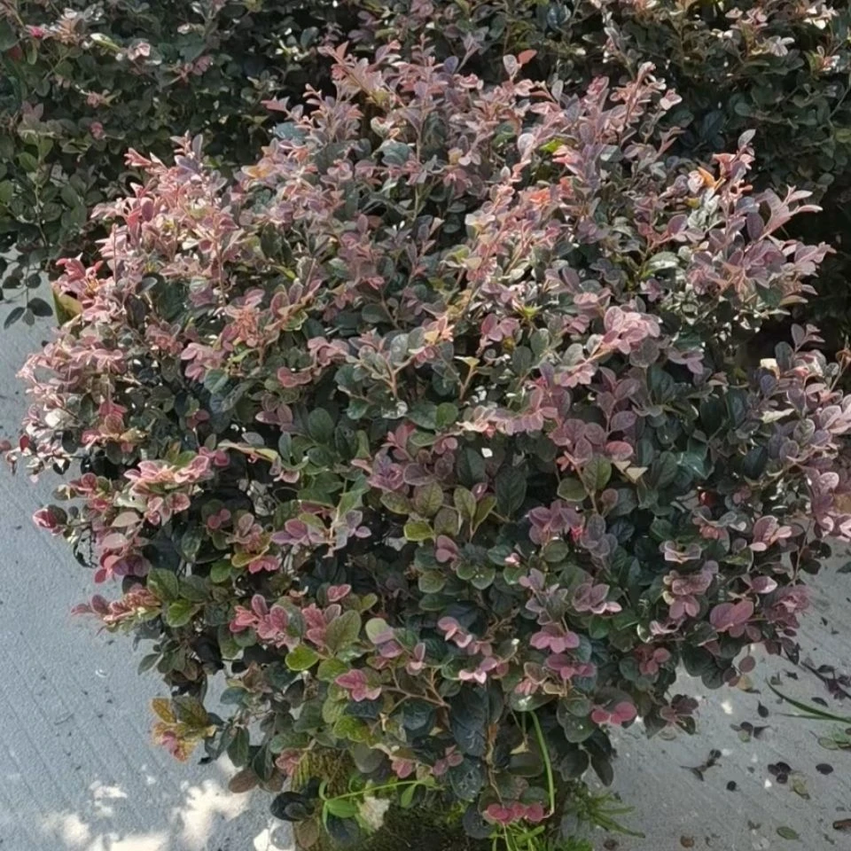 红花檵木耐寒耐晒 花期长 露台庭院花园花境好养植物