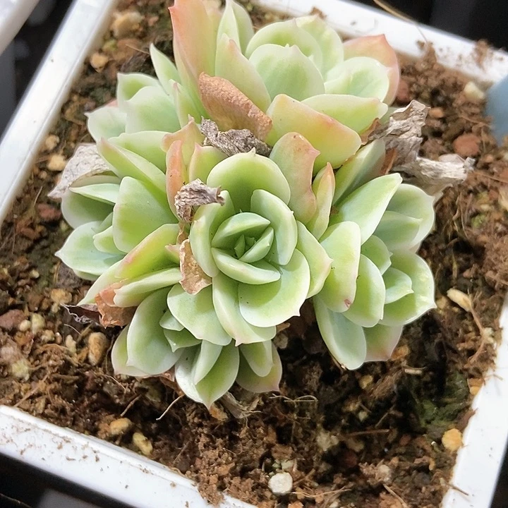 多肉植物柠檬玫瑰锦2154