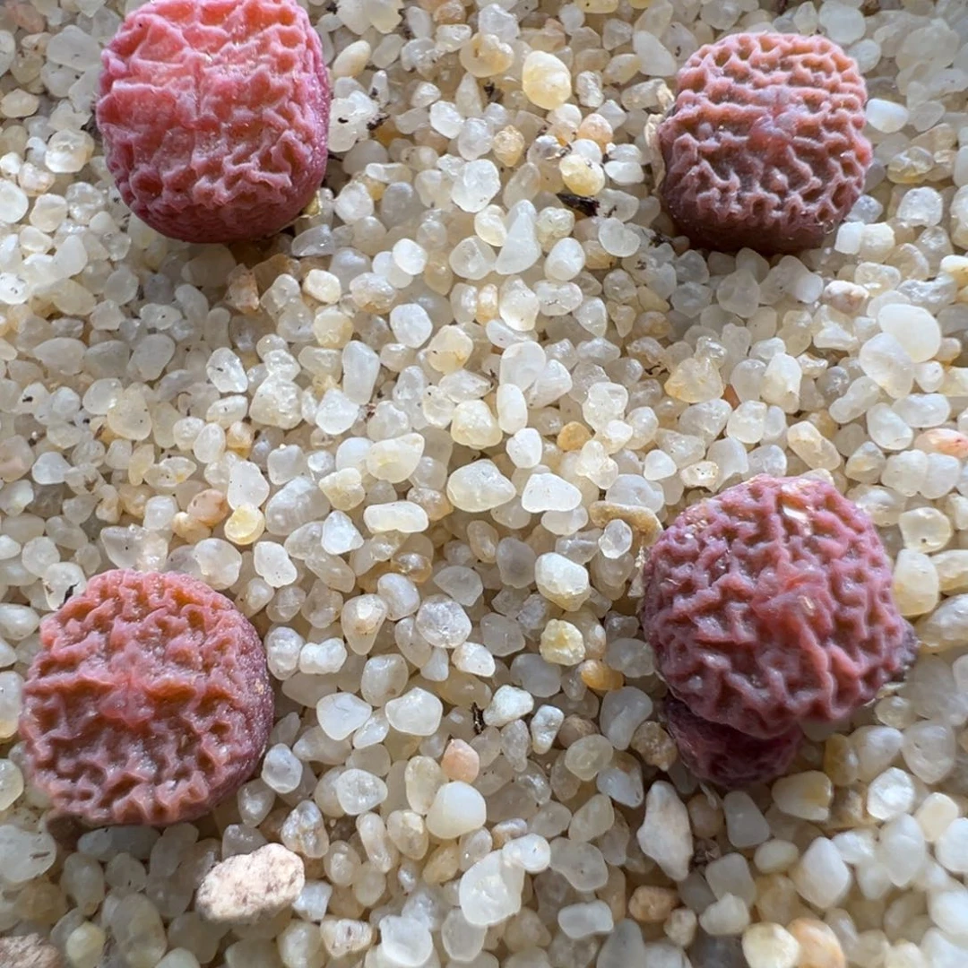 936优选dt7778超烧四颗