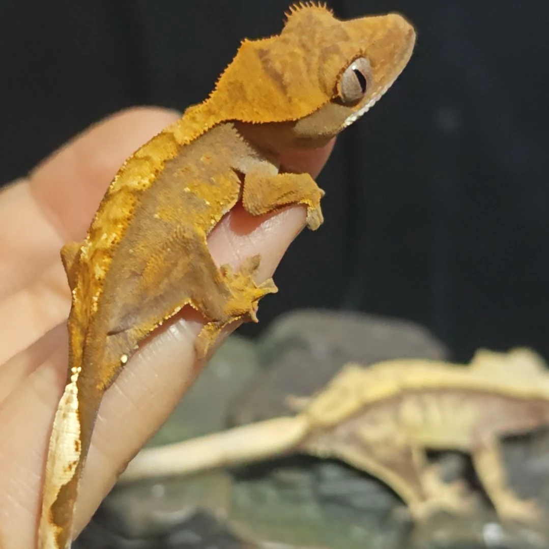 睫角守宫睫角守宫微瑕