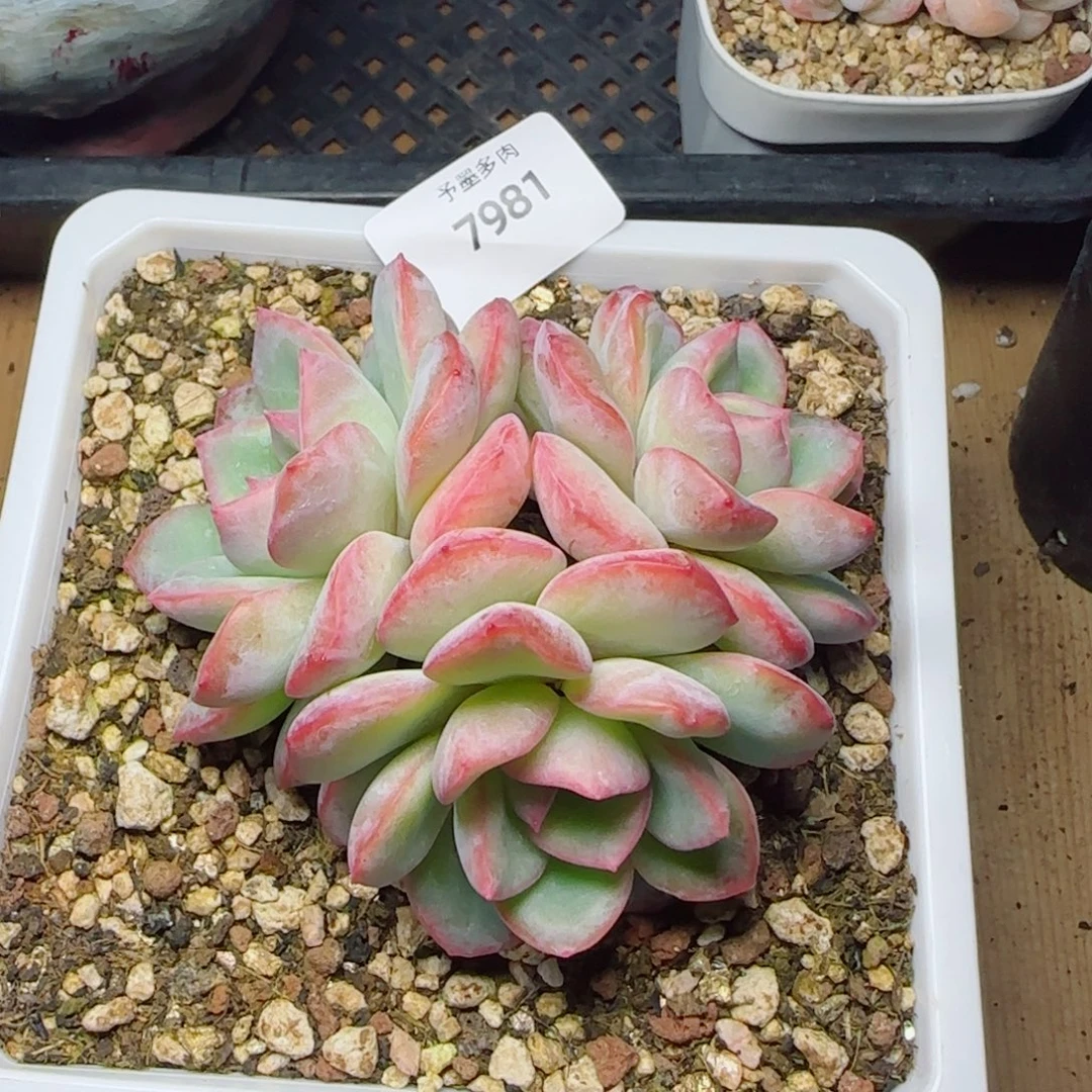 泡芙无砍，7981多肉植物