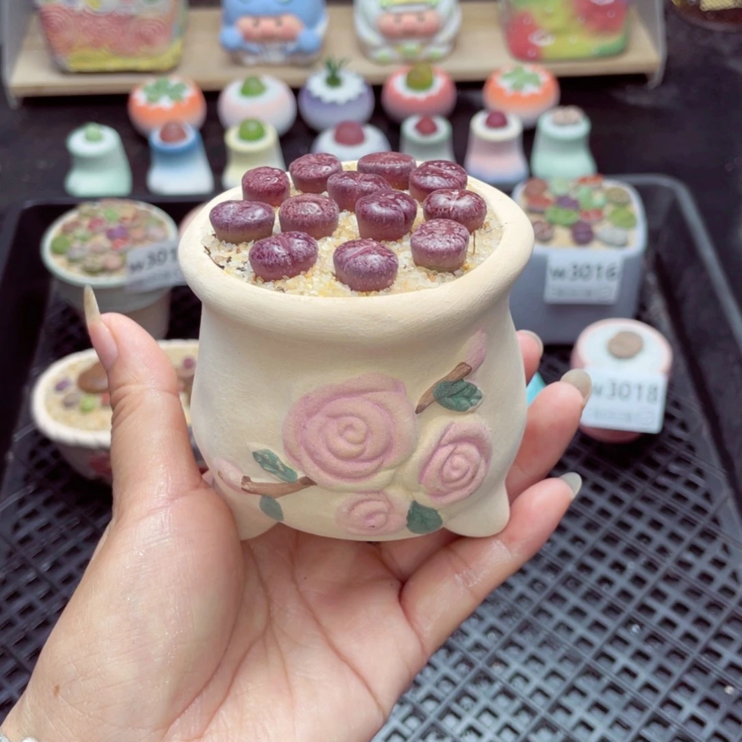 w3019 带盆土发货一物一拍