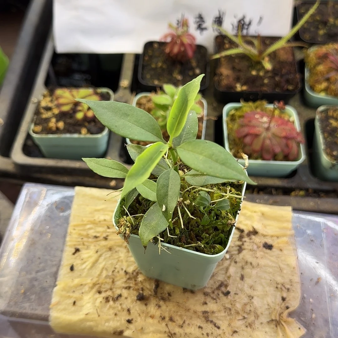 完全开放炮筒蚁寨植物