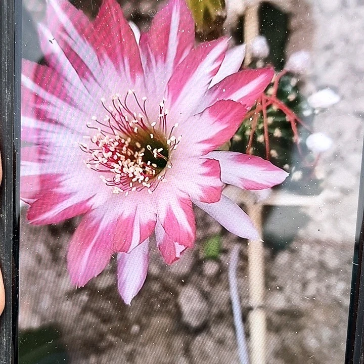 蝉衣自根6.5公分丽花