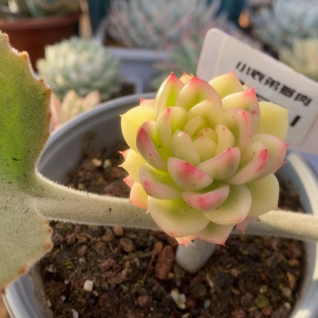 601佛罗瑞安娜锦锦锦锦锦锦