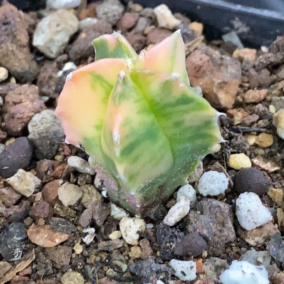 孤品实生特选株极散斑锦鸾凤玉锦2号