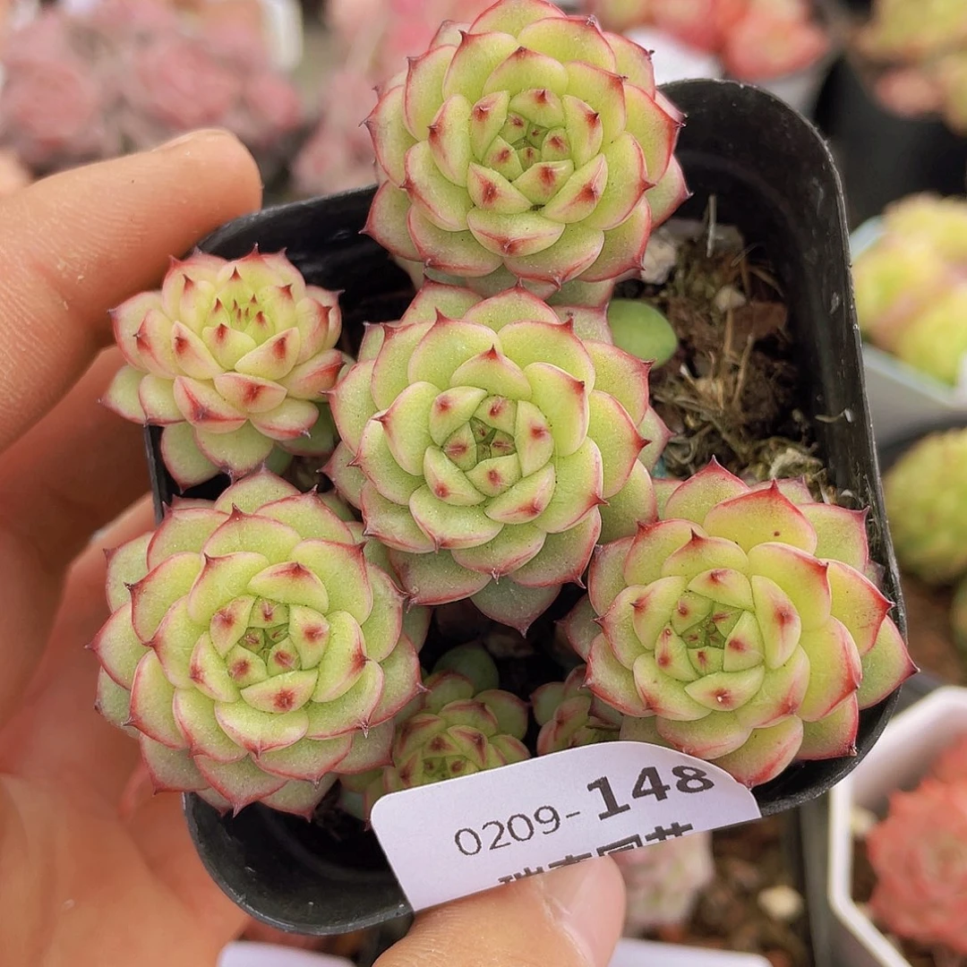 000000000000148量拍