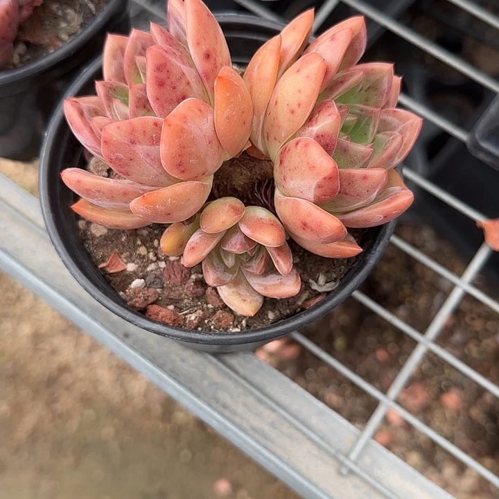 青蛙王子儿童牙膏11