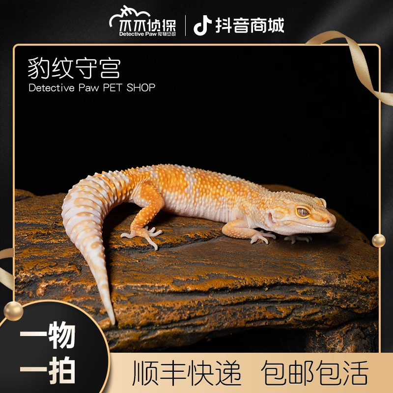【爪爪侦探】豹纹守宫入门爬宠