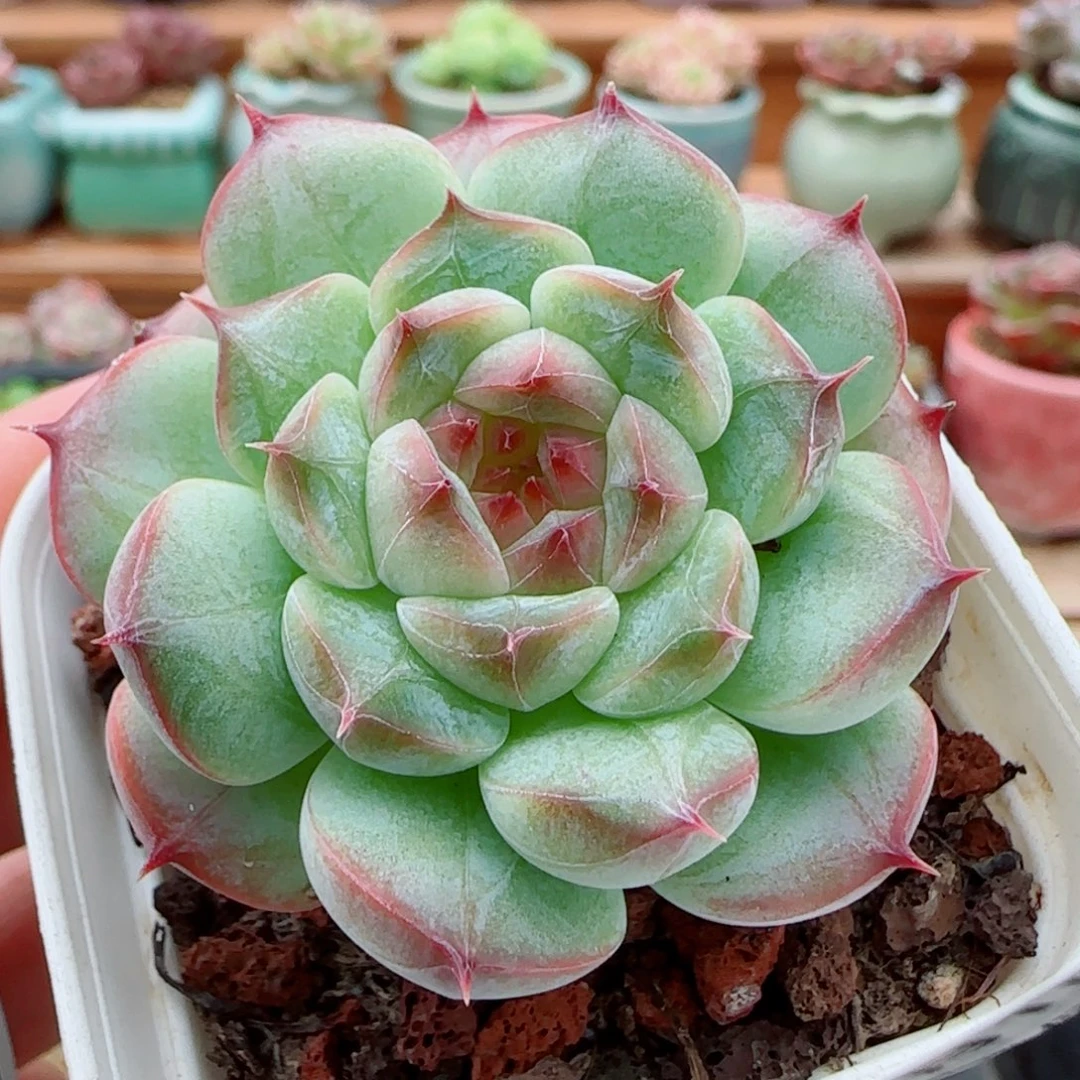 花语逸镜1001-40白桃汽水