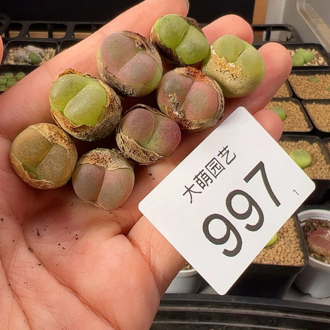 一物一拍          997