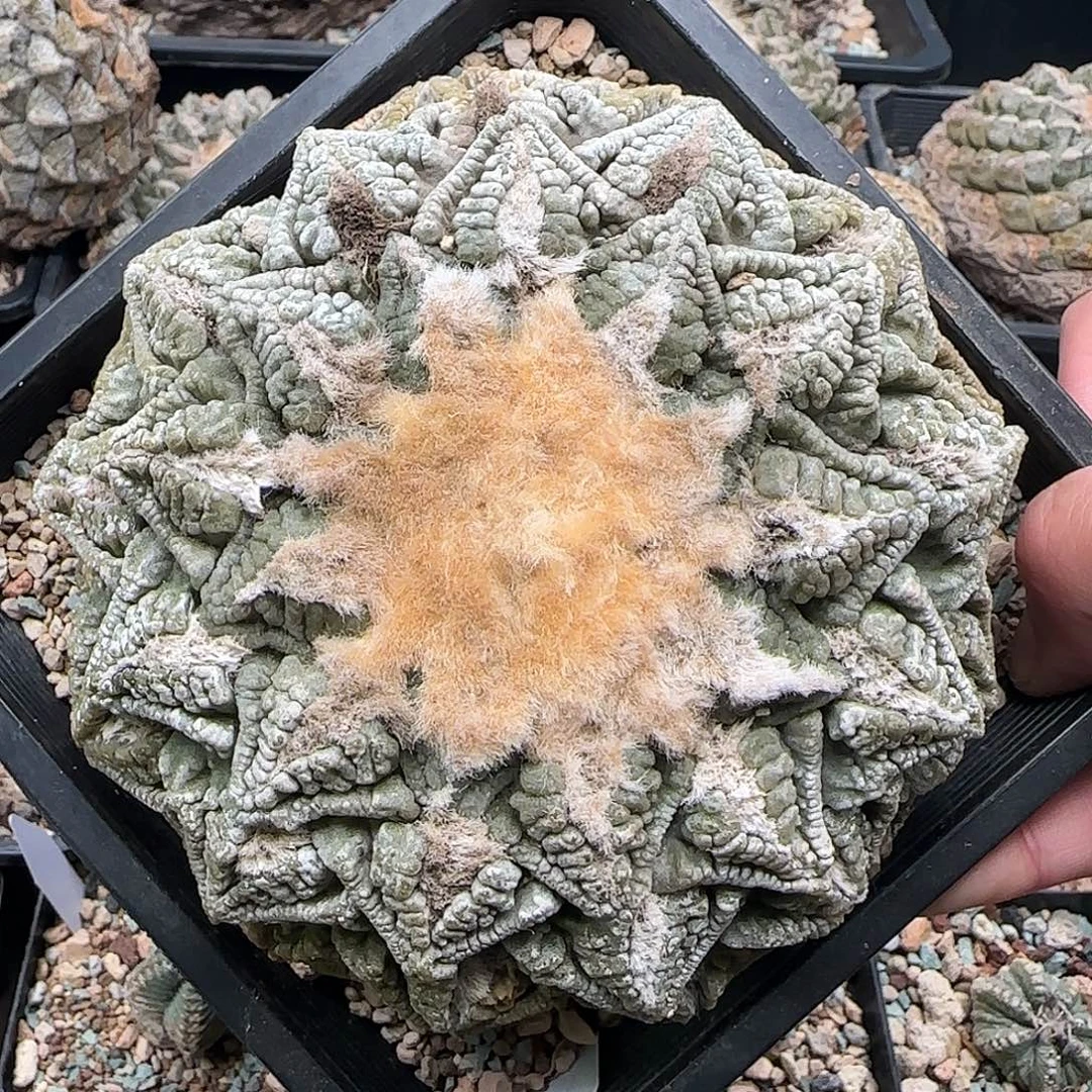 龟甲111111111111111