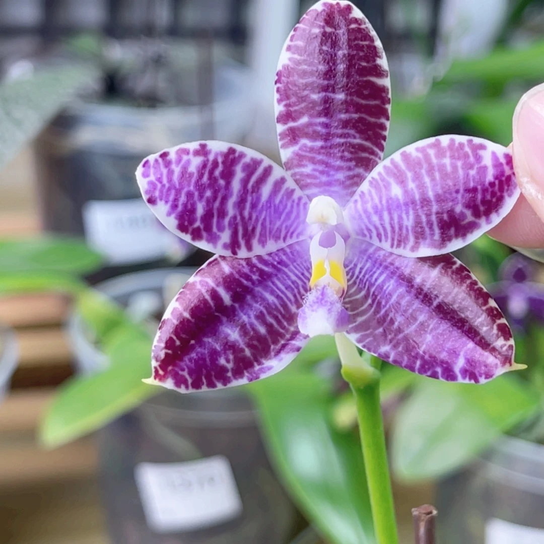 完全开放柳林3582-1378