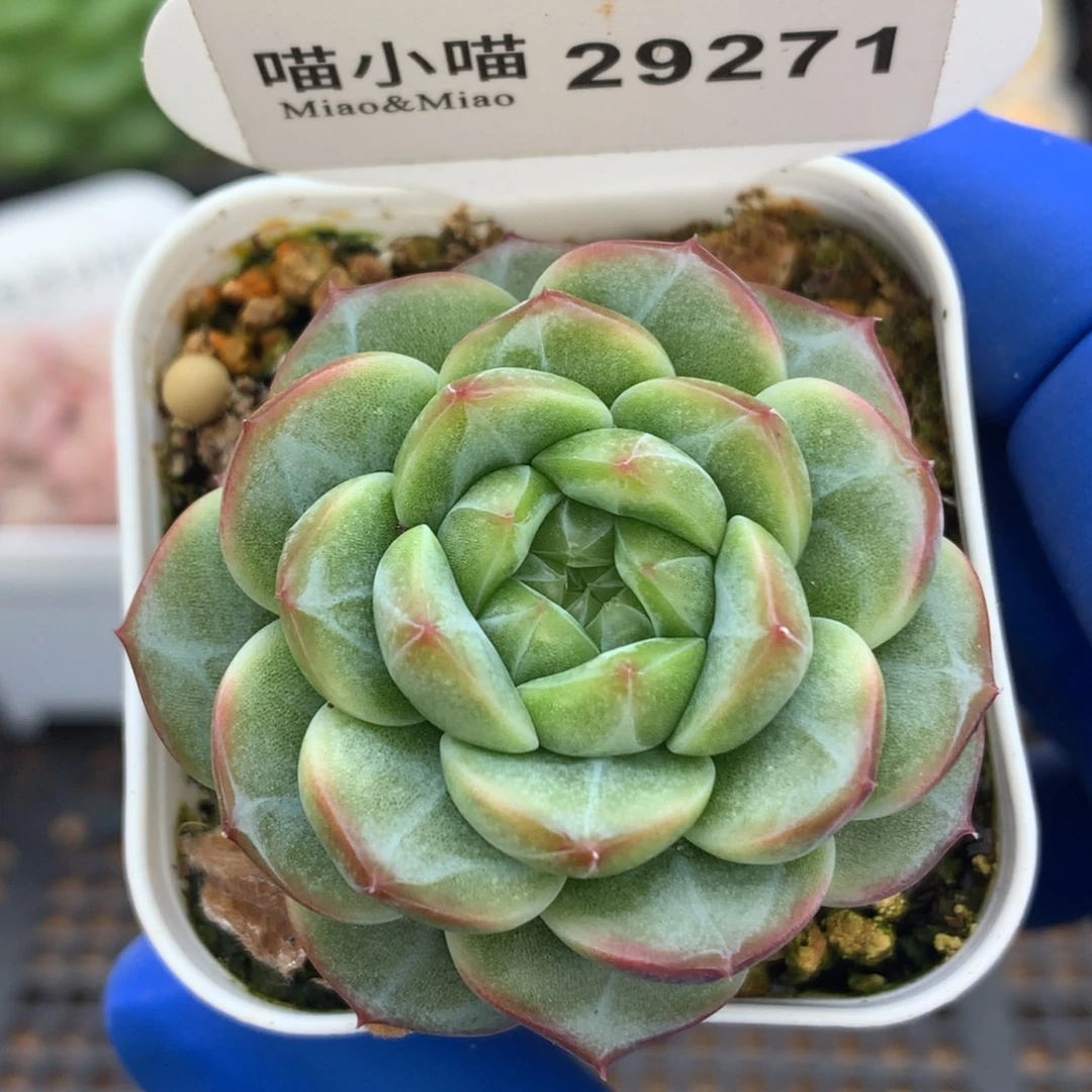 多肉植物杂交珍妮