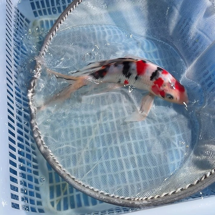 锦鲤锦鲤锦鲤锦鲤