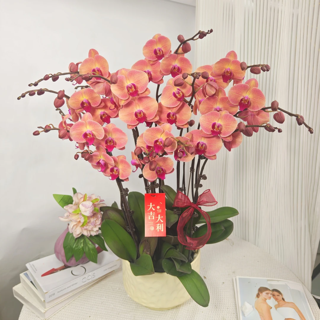 蝴蝶兰《欣欣向荣》复古色系大花 鲜花绿植 带花带花苞 送人送礼