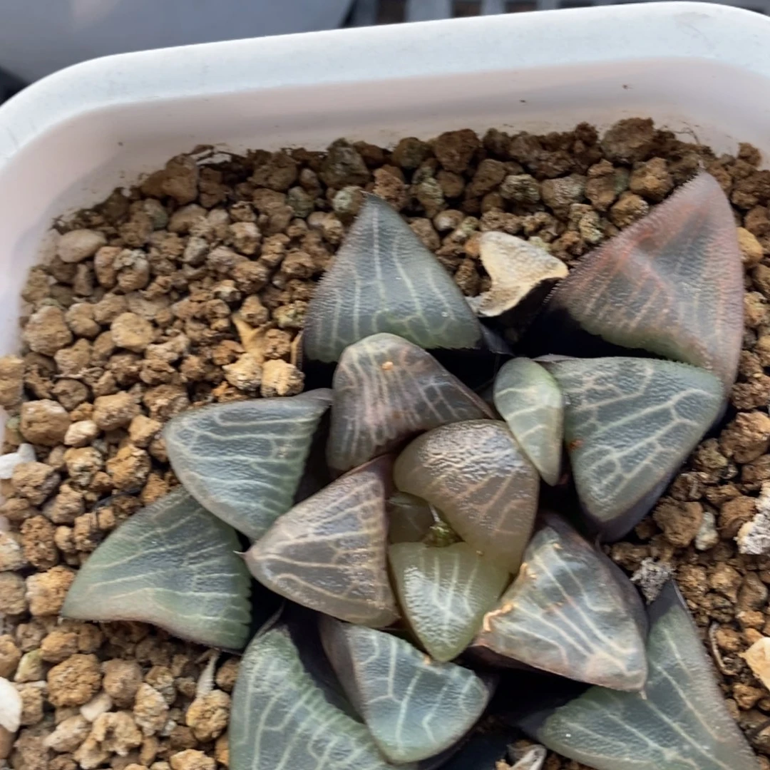 2605 一颗优选实生大克 元旦福利